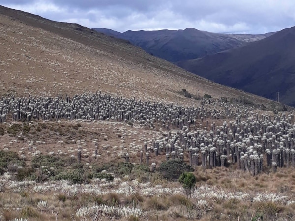 Santuario de Fauna y Flora Guanentá Alto Río Fonce (1)