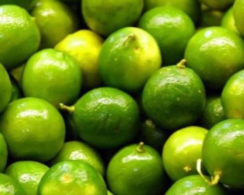 The lemon continues expensive: production is recovered, but prices are not yet