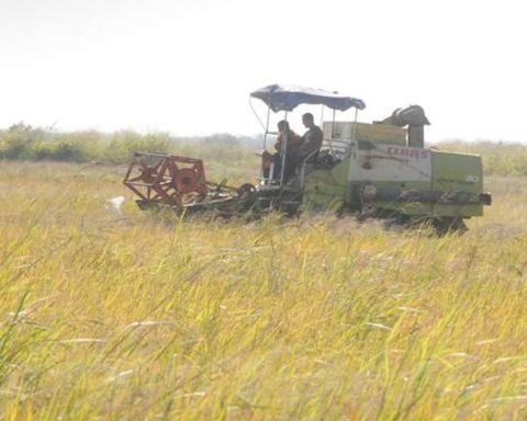 The private sector has become the main producer of rice in Cuba