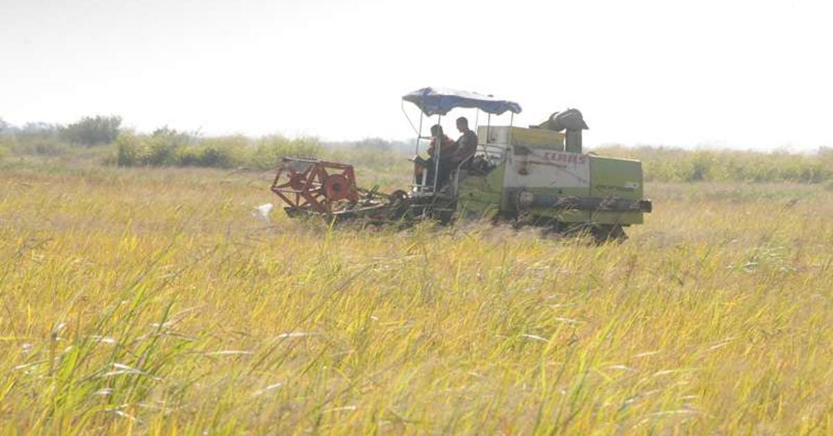 The private sector has become the main producer of rice in Cuba