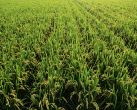 They announce forgiveness and subsidies to alleviate the debts of the rice sector