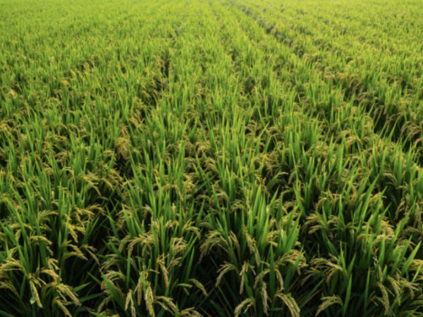 They announce forgiveness and subsidies to alleviate the debts of the rice sector