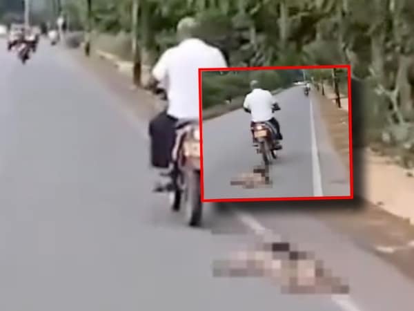 They point to councilor as responsible for aberrant case of animal abuse; His political party took action