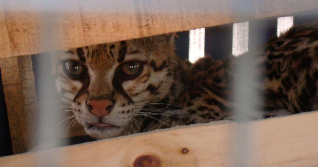 They rescue malnourished and dehydrated tigers on the Huila highway