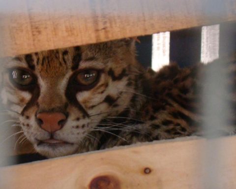 They rescue malnourished and dehydrated tigers on the Huila highway