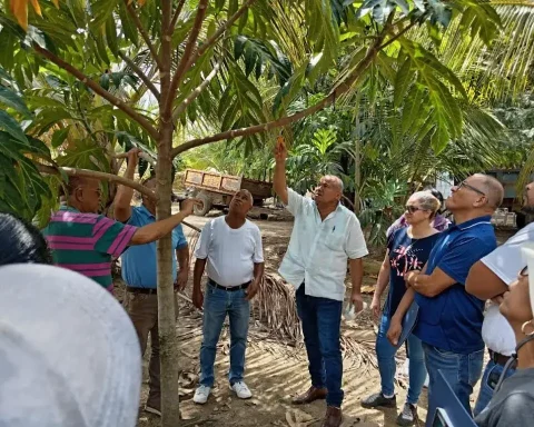 Capacitarán en cultivo castaña de masa a productores