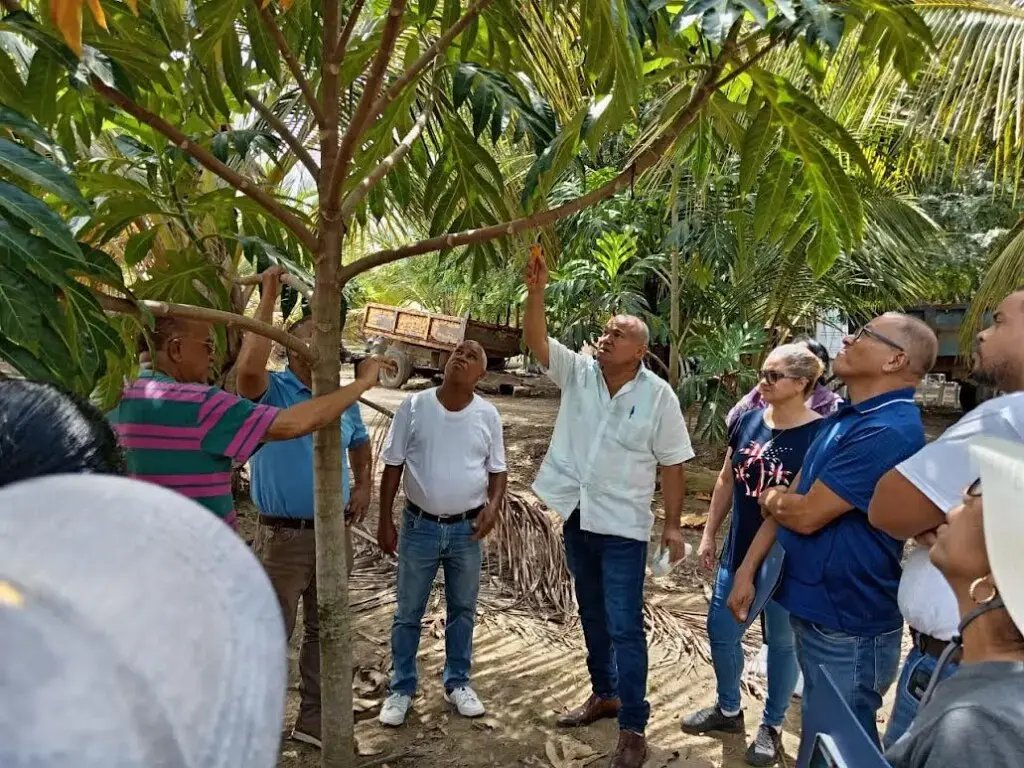 Capacitarán en cultivo castaña de masa a productores
