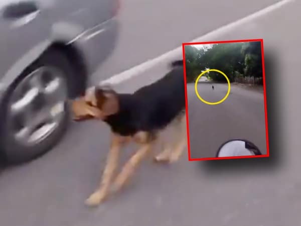 “Why do they leave it lying there?”: couple on a motorcycle confronts alleged abandoners of a dog on a road in Tolima