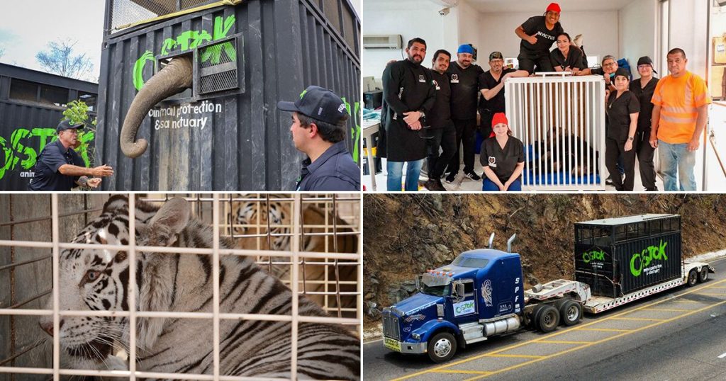 "Rescue is not always saving": recovered fauna faces uncertain fate