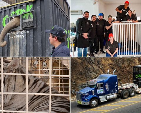 "Rescue is not always saving": recovered fauna faces uncertain fate