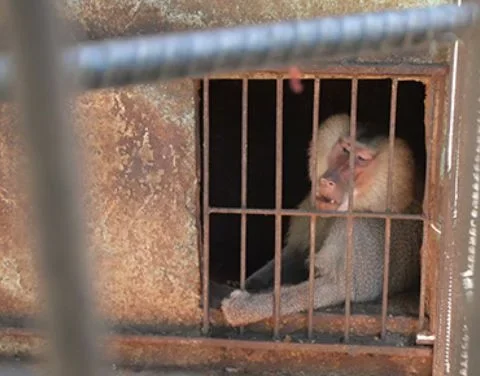 Víctor, el babuino que escapó del Zoológico de Sancti Spíritus