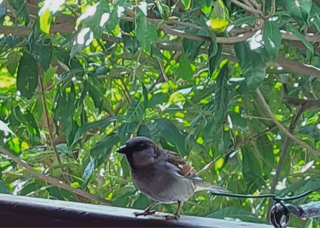 A tremendous sparrow