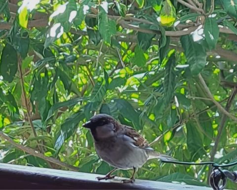 A tremendous sparrow