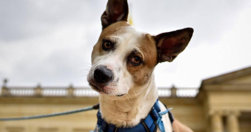 Abusing an animal could put you in prison: this is what the law states