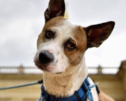 Abusing an animal could put you in prison: this is what the law states