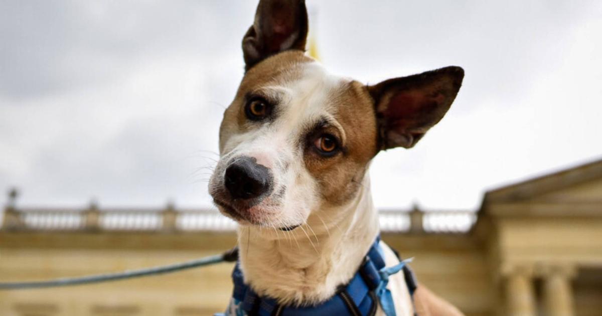 Abusing an animal could put you in prison: this is what the law states