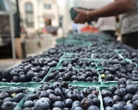 Blueberry exports grew 25.5% between January and September