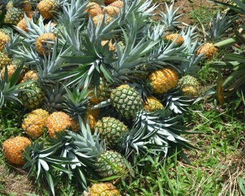 Brazil authorizes the export of fresh pineapple from Colombia after meeting health requirements