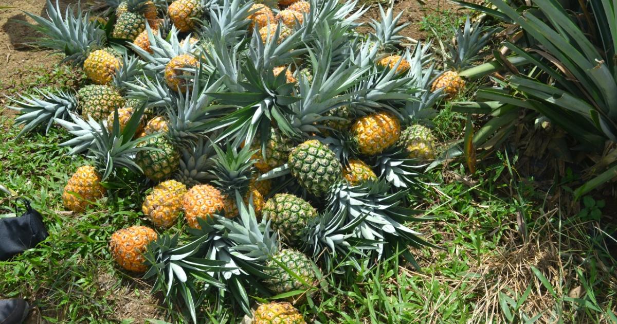 Brazil authorizes the export of fresh pineapple from Colombia after meeting health requirements