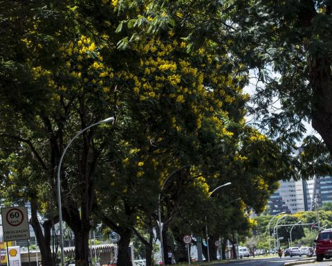 COP30: Brazil launches national plan to increase urban afforestation