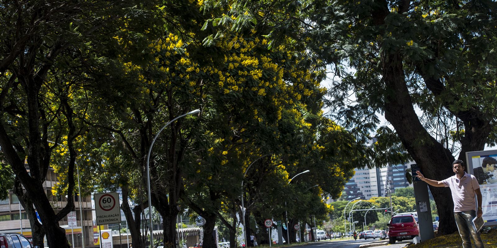 COP30: Brazil launches national plan to increase urban afforestation