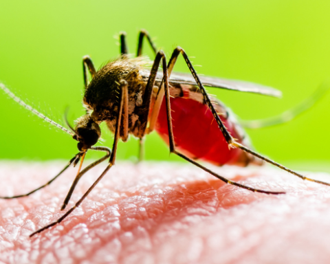 Mosquito transmisor del virus del chikungunya.