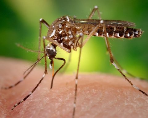 Clinical studies will begin on medication to counteract chikungunya symptoms