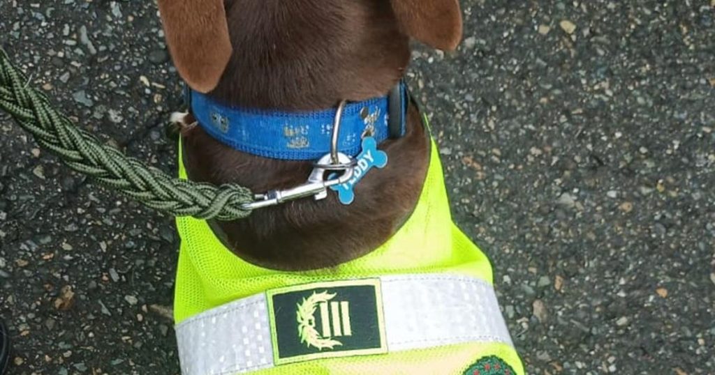 Coronel Bizcocho: the new life of the mistreated dog in Bolívar after upsetting the country