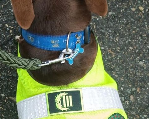 Coronel Bizcocho: the new life of the mistreated dog in Bolívar after upsetting the country