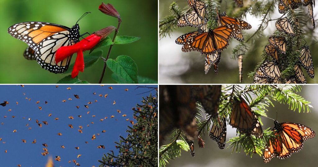Correo Real, the project that monitors and seeks to trace the journey of the monarch butterfly