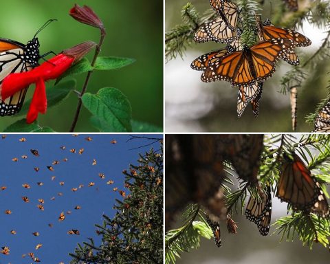 Correo Real, the project that monitors and seeks to trace the journey of the monarch butterfly
