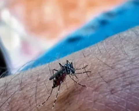 Aedes Aegypti, mosquito, chikunguña