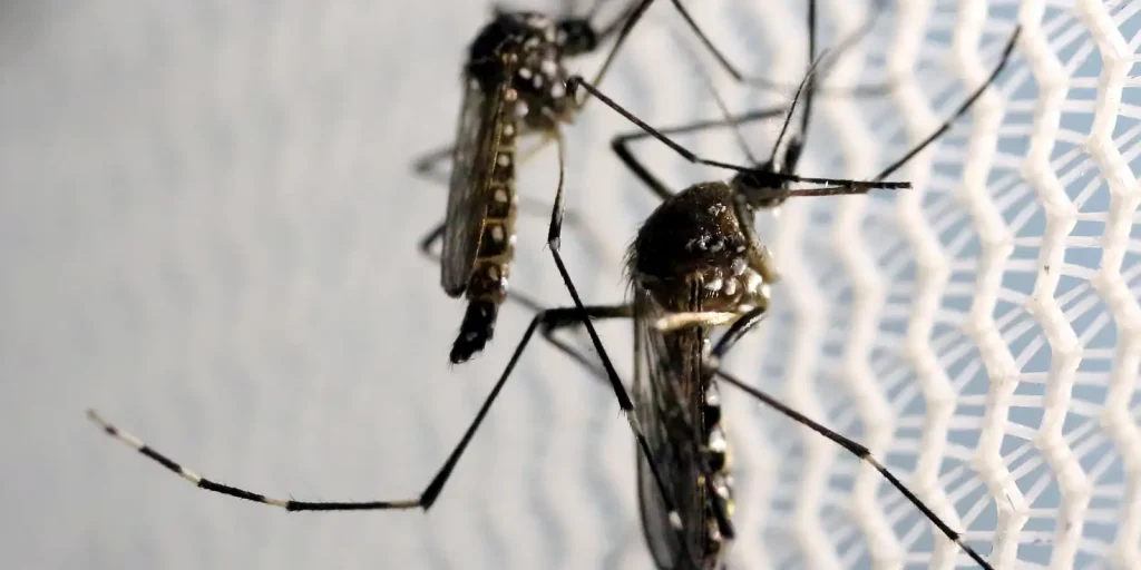 D-Day to combat Aedes aegypti takes place this Saturday across the country