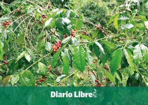 DR launches the first sustainable coffee certification in the Caribbean