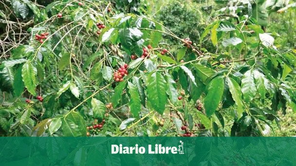 DR launches the first sustainable coffee certification in the Caribbean