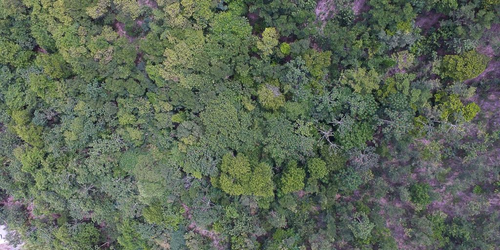 Digital exhibition shows life in six Brazilian biomes