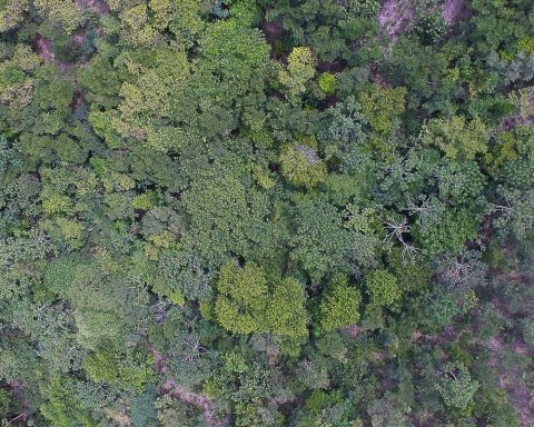 Digital exhibition shows life in six Brazilian biomes