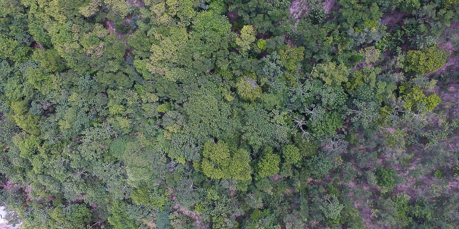 Digital exhibition shows life in six Brazilian biomes