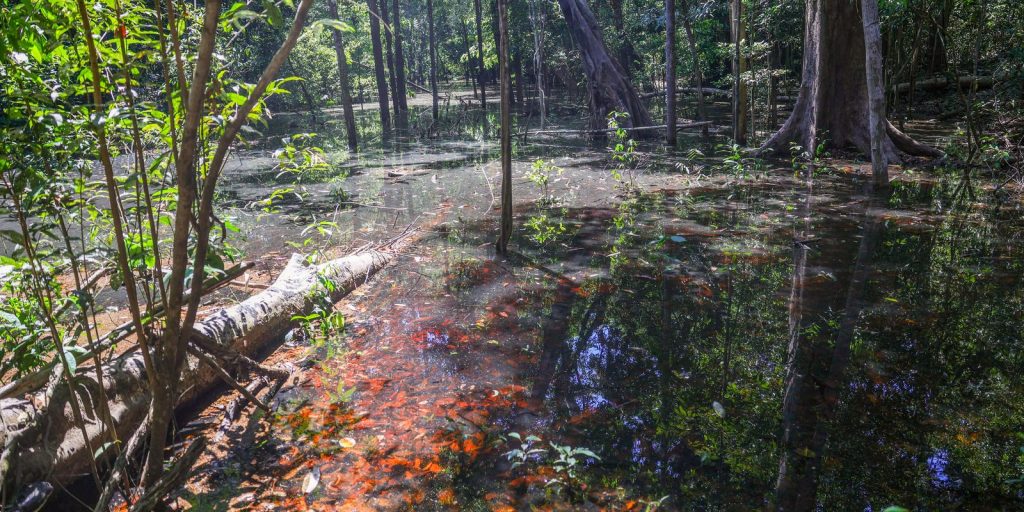Dinosaurs lived in the Amazon, discover researchers from Roraima