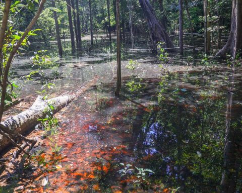 Dinosaurs lived in the Amazon, discover researchers from Roraima