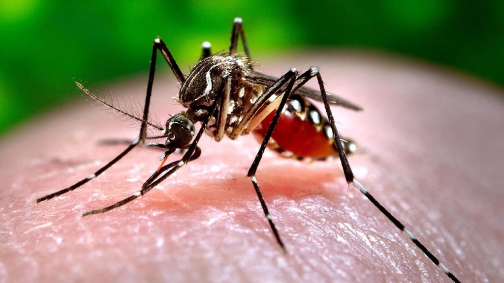Dominican Republic confirms three cases of chikungunya from Cuba