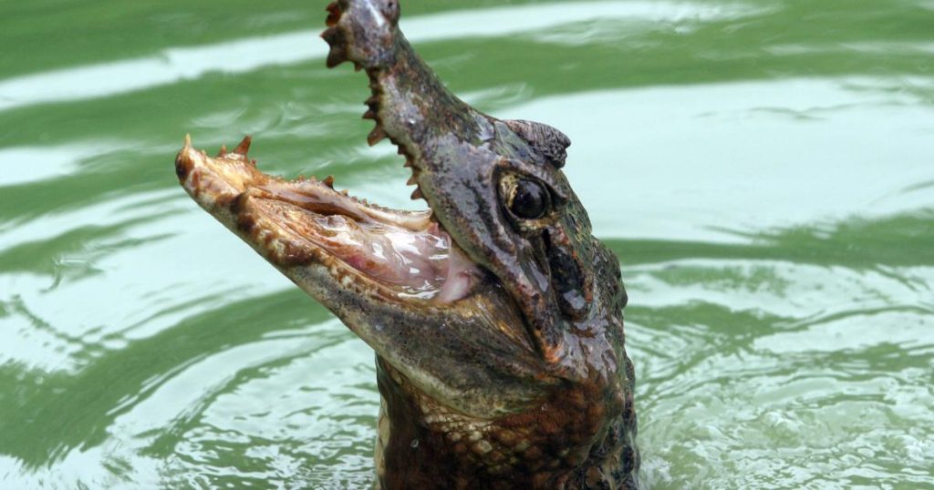 Eight slugs trapped for 15 days in a rainwater tank in Neiva are rescued