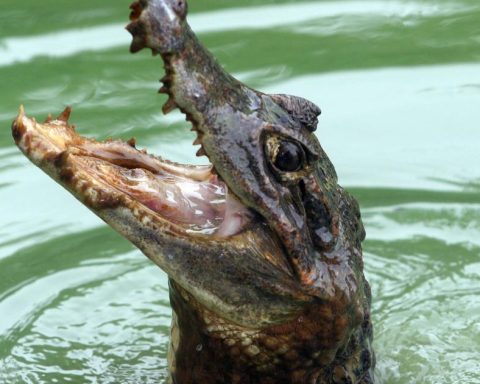 Eight slugs trapped for 15 days in a rainwater tank in Neiva are rescued