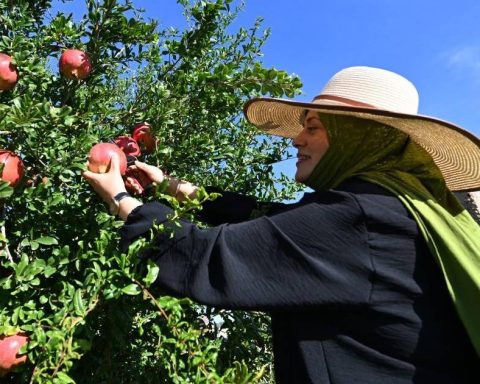 Everyone over there! This Sunday there will be a peasant market in Bocagrande from 8 in the morning