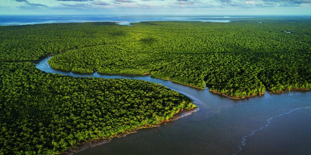 Exhibition at CCBB RJ highlights the importance and richness of mangroves