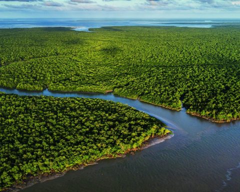 Exhibition at CCBB RJ highlights the importance and richness of mangroves