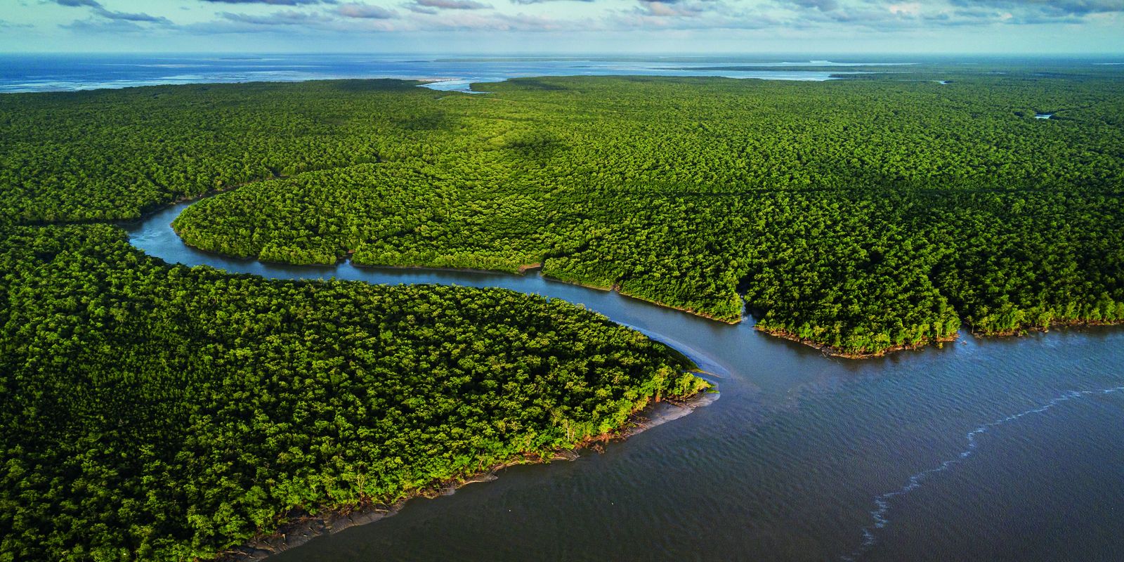 Exhibition at CCBB RJ highlights the importance and richness of mangroves