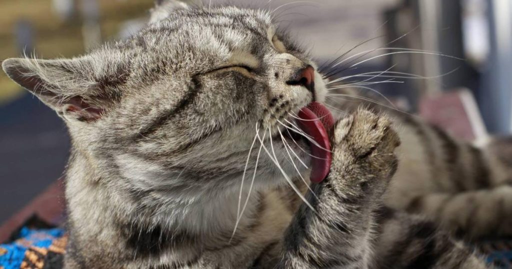 How to relax your cat when he feels too stressed?