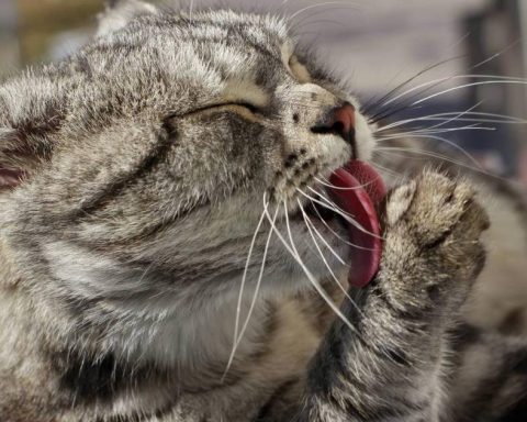 How to relax your cat when he feels too stressed?