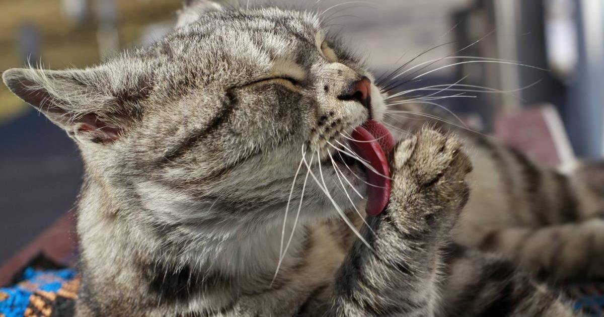 How to relax your cat when he feels too stressed?